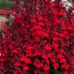 Lobelia Starship™ Scarlet Perennial XXL Supersize Plug Plants Pack x3