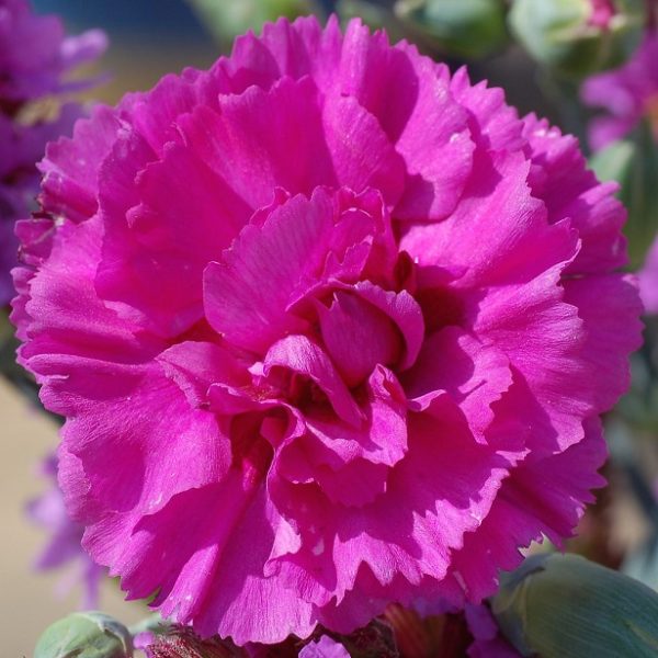 Dianthus 'Devon Wizard' Pinks Perennial Garden Plug Plants Pack x6