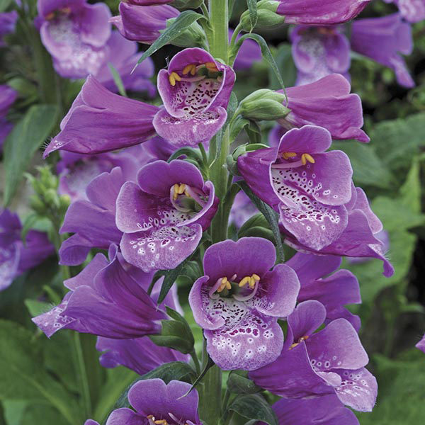 Foxglove 'Purple Hybrid Dalmation F1 Bi-Annual Cottage Garden Plug Plants Pack X6