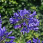 Agapanthus Dwarf 'Brilliant Blue' Perennial XXL Supersize Plug Plants Pack x3