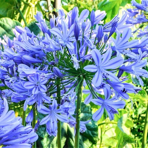 Agapanthus Delft Blue Perennial Summer Flowering XXL Supersize Plug Plants Pack x3
