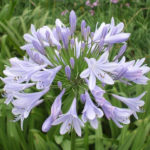 Agapanthus Silver Baby Perennial XXL Supersize Plug Plants Pack x3