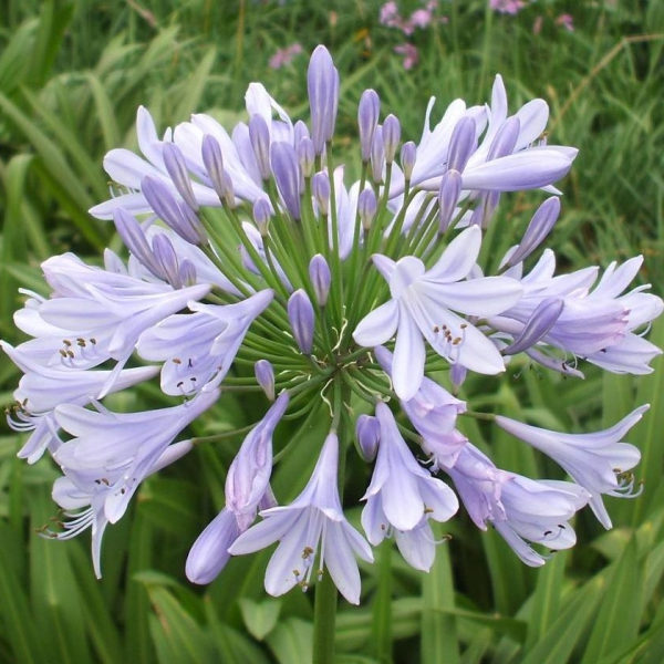 Agapanthus Silver Baby Perennial XXL Supersize Plug Plants Pack x3
