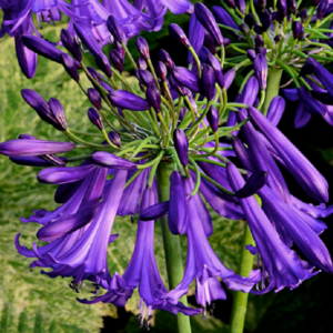 Agapanthus Silver Baby Perennial Flowering XXL Supersize Plug Plants Pack x3