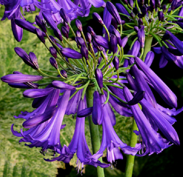 Agapanthus Polar Star Perennial Summer Flowering XXL Supersize Plug Plants Pack x3