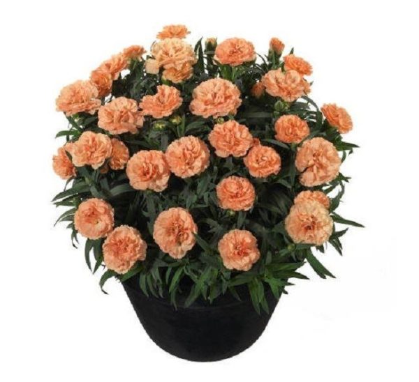 Dianthus Sunflor® 'Luigi' Pinks Perennial Plug Plants Pack x6