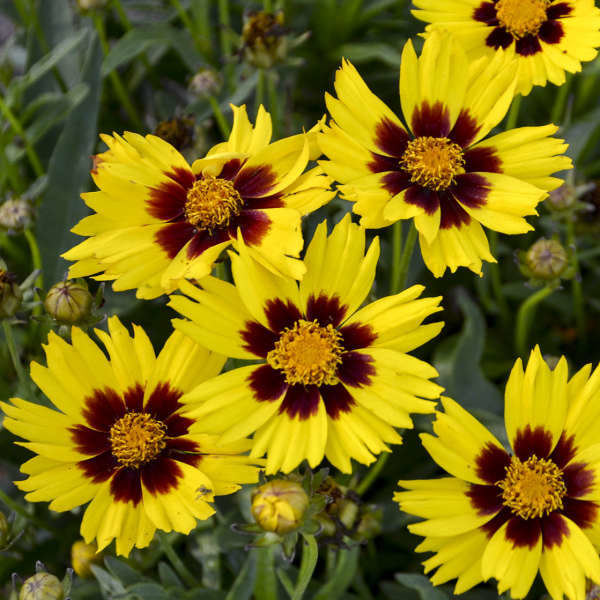Coreopsis Grandiflora 'Sunkiss' Perennial Plug Plants Pack x6