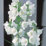 Campanula Persicifolia 'Alba' Perennial XXL Supersize Plug Plants Pack x3