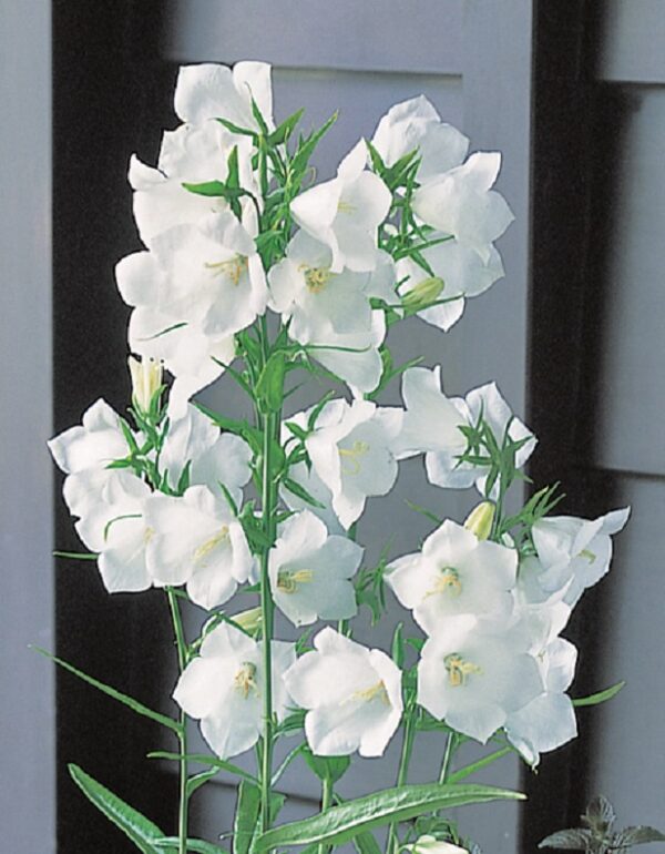 Campanula Persicifolia 'Alba' Perennial XXL Supersize Plug Plants Pack x3