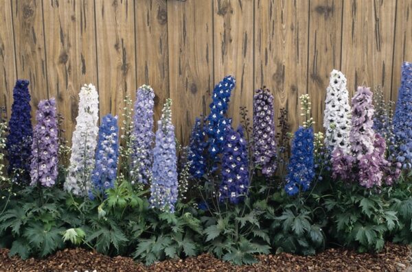 Delphinium Magic Fountains 'MIXED' Perennial XXL Supersize Plug Plants Pack x3