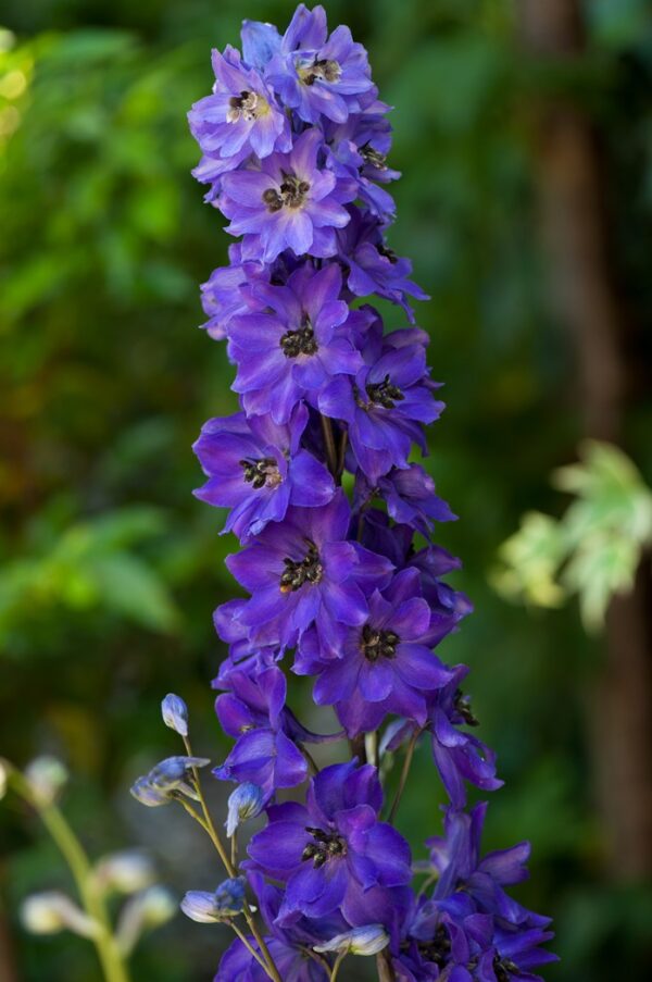 Delphinium Magic Fountains 'MIXED' Perennial XXL Supersize Plug Plants Pack x3