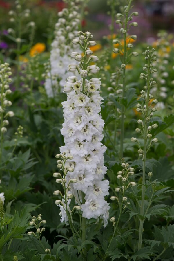 Delphinium Magic Fountains 'MIXED' Perennial XXL Supersize Plug Plants Pack x3
