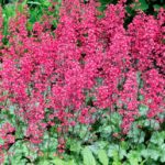 Heuchera CITY™ 'Paris' Perennial Garden XXL Supersize Plug Plants Pack x3