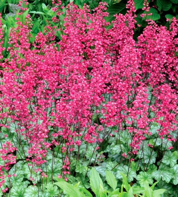 Heuchera CITY™ 'Paris' Perennial Garden XXL Supersize Plug Plants Pack x3