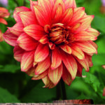 Dahlia Dinnerplate 'Dazzling Magic' Quality Bulb/Tuber Pack x1
