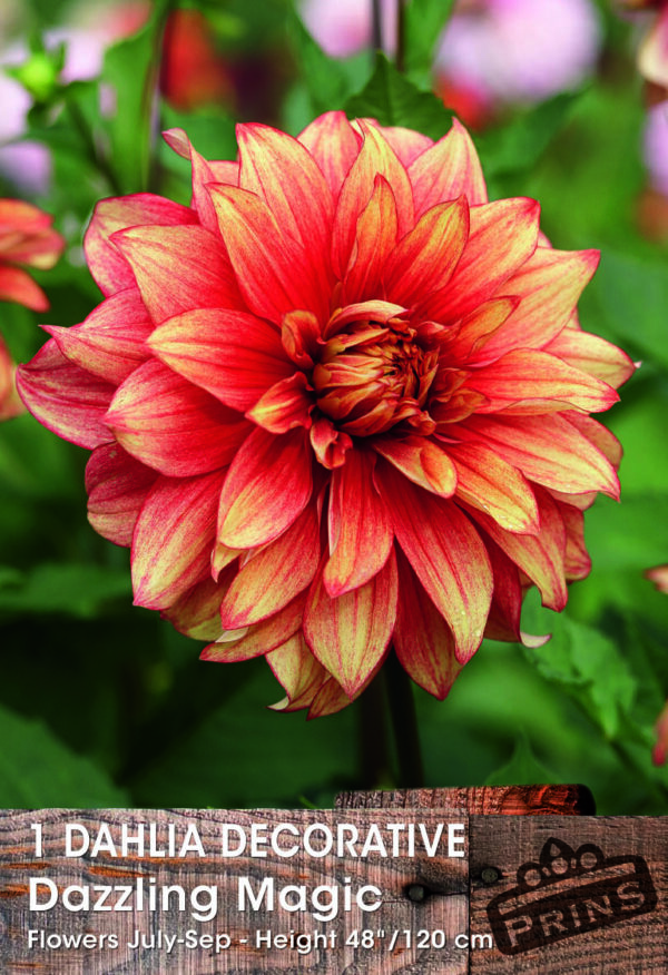 Dahlia Dinnerplate 'Dazzling Magic' Quality Bulb/Tuber Pack x1