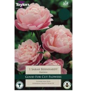 Peony Paeonia Lactiflora 'Sarah Bernhardt' Bare Root Perennial Pack x1