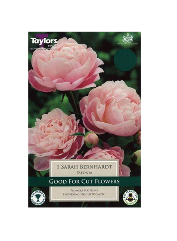Peony Paeonia Lactiflora 'Sarah Bernhardt' Bare Root Perennial Pack x1