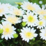 Osteospermum Erato® 'Double Lemon' Summer Plug Plants Pack x6