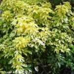 Choisya Ternata 'Sundance' Perennial Shrub Plug Plants Evergreen Pack x6