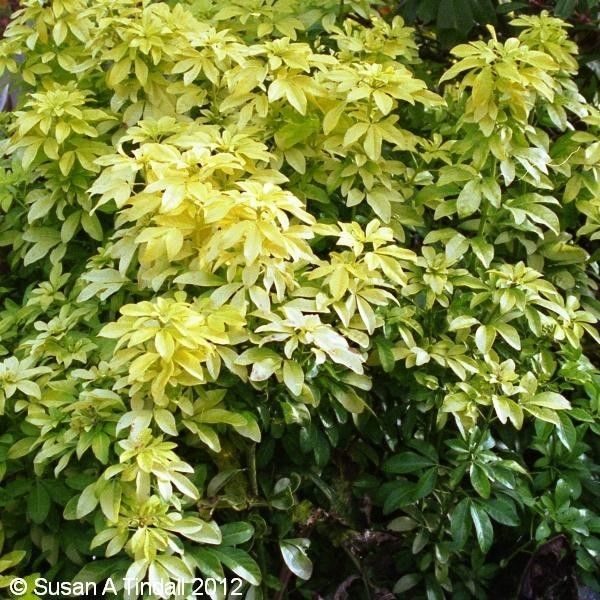 Choisya Ternata 'Sundance' Perennial Shrub Plug Plants Evergreen Pack x6