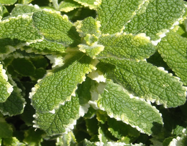 Mentha Pineapple Mint Pinedo® Garden Herb Garden Plug Plants Pack x6