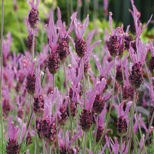 Lavender Stochea French 'Papillon' Perennial Plug Plants Pack x6