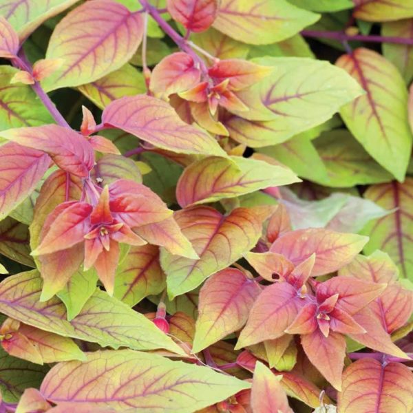 Fuchsia Trailing 'Autumnale' Summer Garden Plug Plants Pack x6