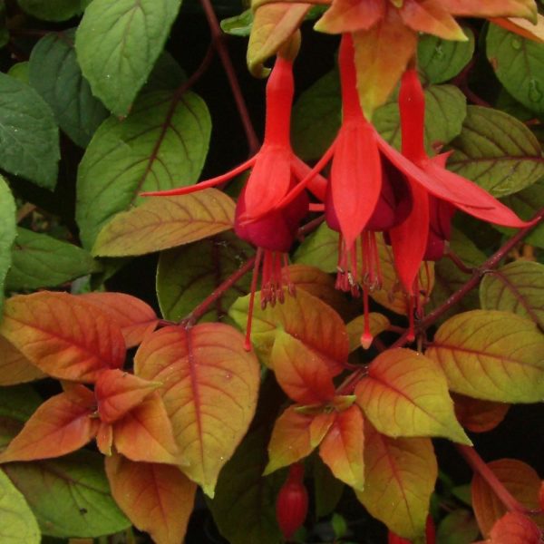 Fuchsia Trailing 'Autumnale' Summer Garden Plug Plants Pack x6