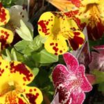 Mimulus (Monkey Flower) 'Magic Mix' Summer Garden Plug Plants Pack x6