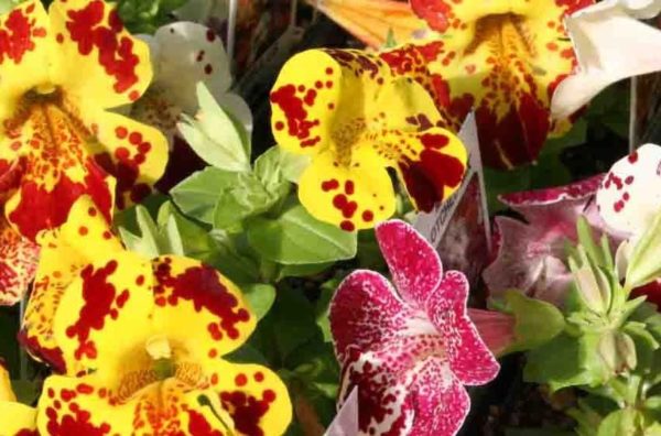 Mimulus (Monkey Flower) 'Magic Mix' Summer Garden Plug Plants Pack x6