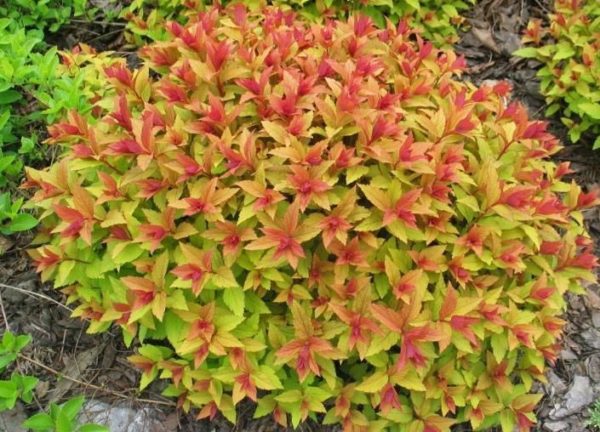 Spirea 'Goldflame' Spiraea Japonica Perennial Shrub Plug Plants Pack x6