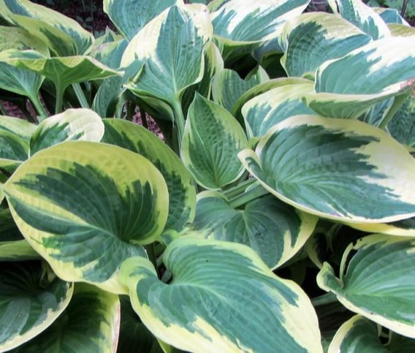 Hosta 'Wide Brim' Perennial Garden Plug Plants 'Large Plugs' Pack x6