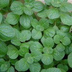 Coleus Canina Green 'Scaredy Cat Plant' Plug Plants Pack x6