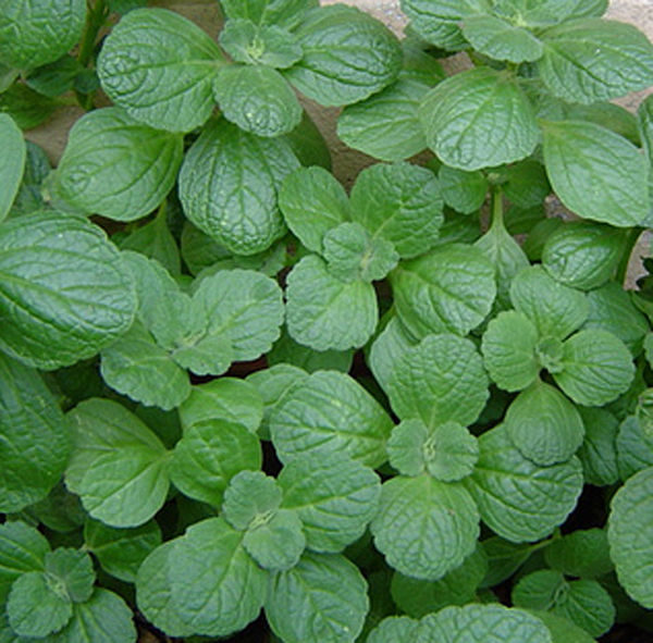 Coleus Canina Green 'Scaredy Cat Plant' Plug Plants Pack x6