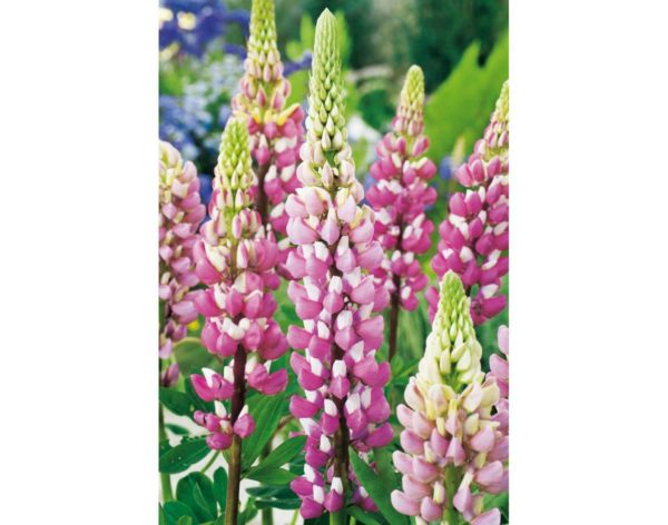 Lupins / Lupinus Russell 'The Chatelaine' Perennial Plug Plants Pack x6