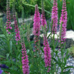 Veronica Spicata Pink 'Rosea' Perennial Garden / Rockery Plug Plants Pack x6
