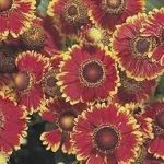 Helenium Autumnale ‘Helena Mixed’ Perennial Plug Plants Pack x6