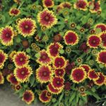 Gaillardia 'Goblin Dwarf' Perennial Garden Plug Plants Pack x6