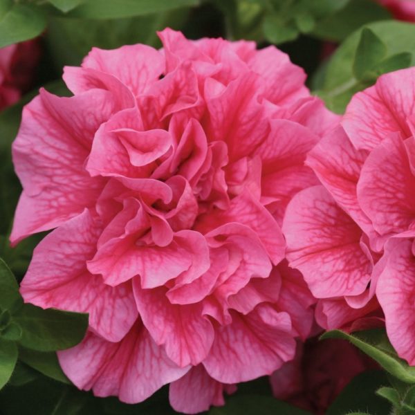 Petunia Trailing Tumbelina "Clara" Trailing Basket Plug Plants X 6