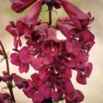 Penstemon 'Raven' Perennial Garden Plug Plants Pack X6