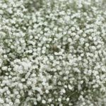 Gypsophila Paniculata Snowflake (Bristol Fairy) Perennial Plug Plants Pack X6