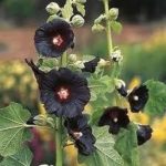 Hollyhock 'Alcea Rosea Black Watchman' Perennial Garden Plug Plants Pack x6