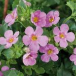 Bacopa Trailing Colossal Pink Garden Basket Plug Plants Pack x6