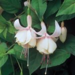 Fuchsia Trailing 'Annabelle' Summer Garden Plug Plants Pack x6