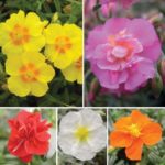 Helianthemum 'Mixed Collection' (Rock Rose) Perennial Garden Plug Plants Pack x6