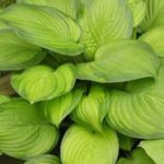 Hosta Perennial Garden Plug Plants 'Guacamole' Large Plugs Pack x6
