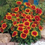 Gaillardia 'Goblin Dwarf' Perennial Garden Plug Plants Pack x6