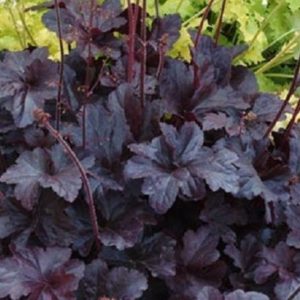 Heuchera Heucherella 'Black Beauty' Perennial Large Garden Plug Plants Pack x6