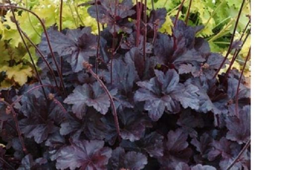 Heuchera Heucherella 'Black Beauty' Perennial Large Garden Plug Plants Pack x6